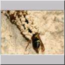 G-Odynerus spinipes w04e beim Nesteintrag einer Larve des Ruesselkaefers.jpg